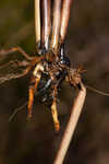 Jointed spikesedge